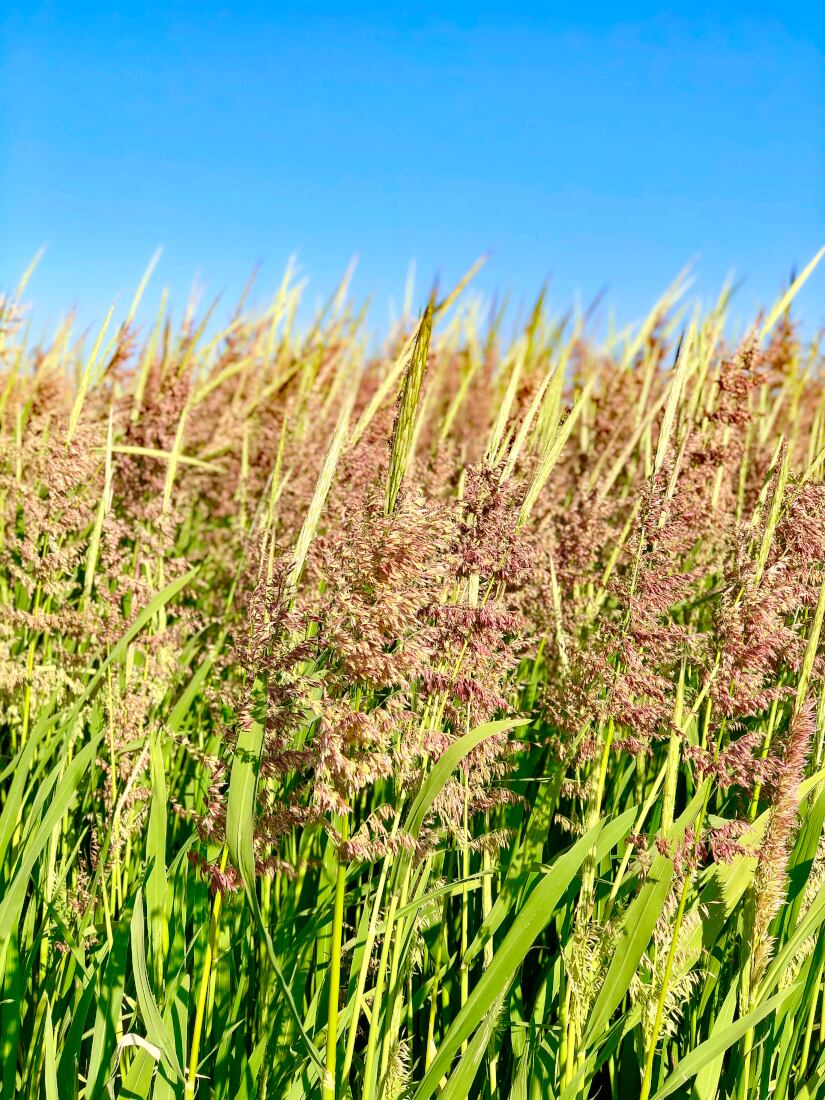 Wild-Rice-Sutter-County-72820-resized.jpg