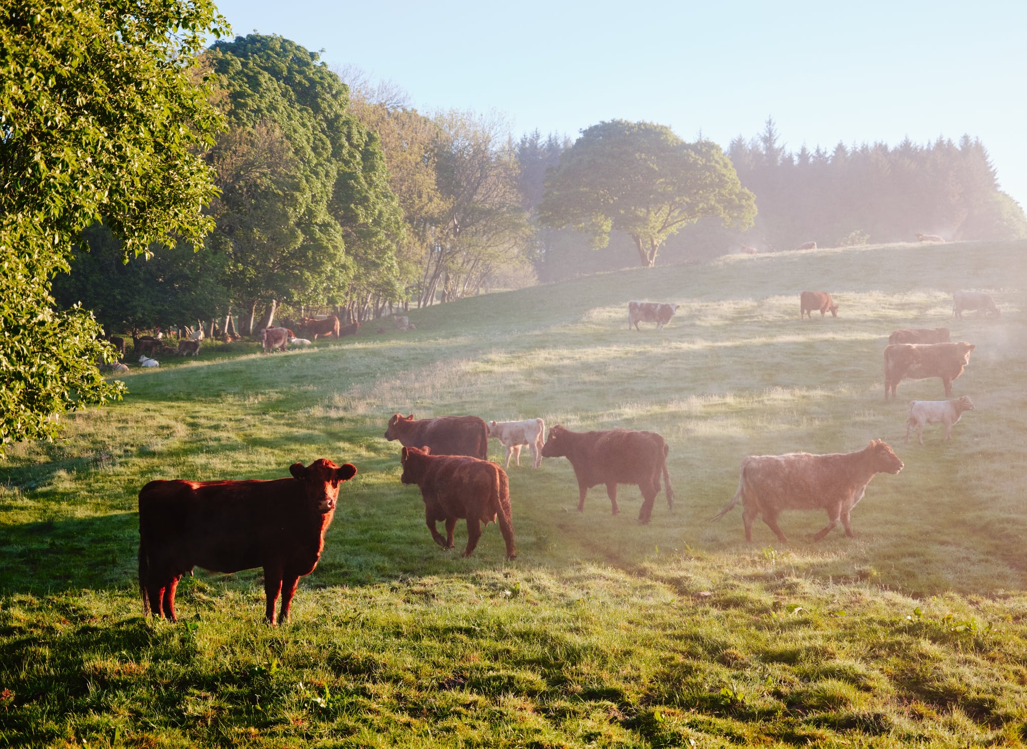 UK cattle farm