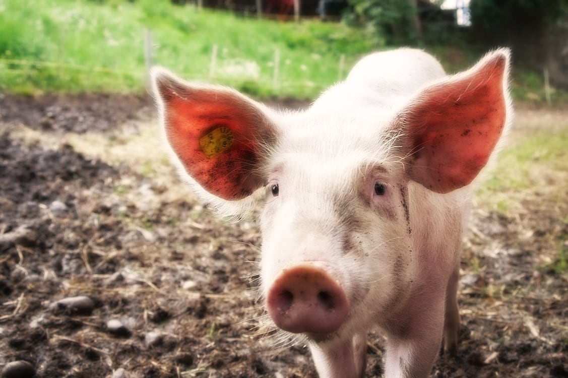 Pig meat production continues to decline in EU