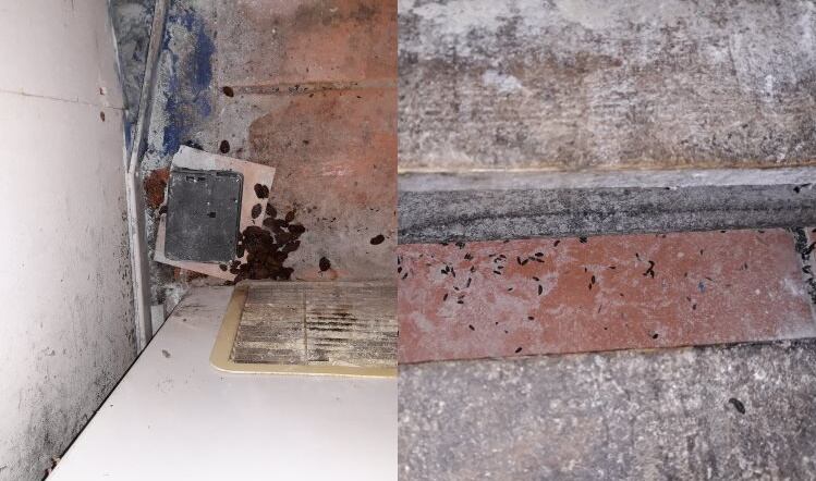 Food firm fined for flour store infestation