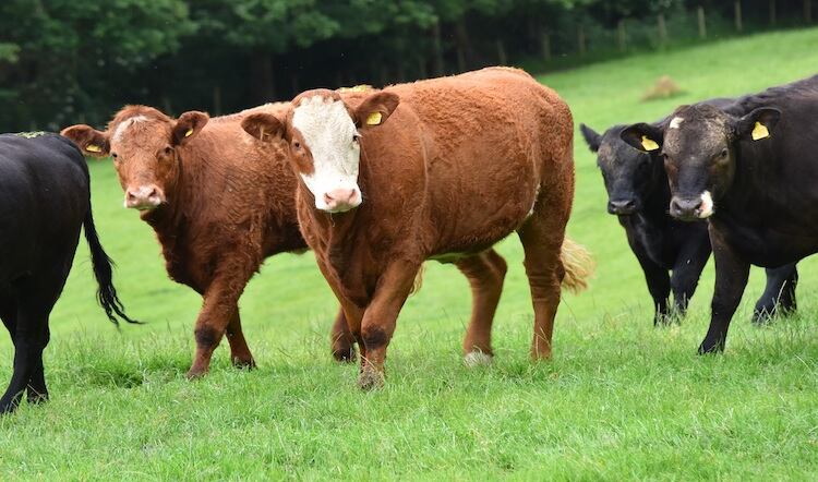 Global supplies of red meat to 'remain tight'
