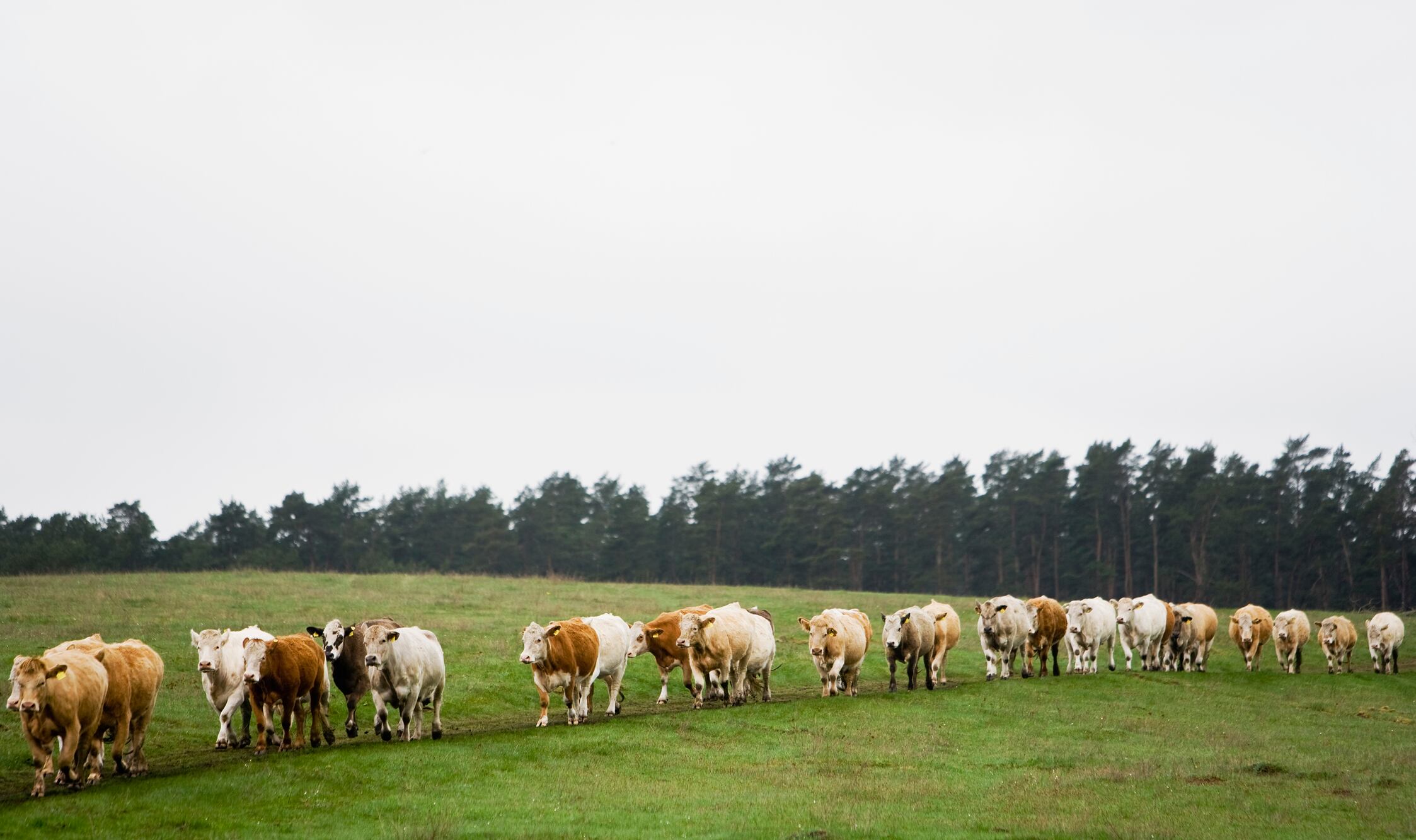 David Clark was surrounded by the herd of cows and then struck in the chest.
