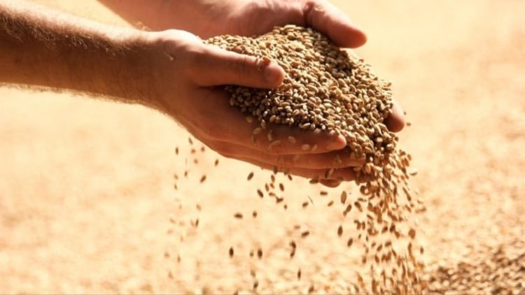 5-trends-in-pet-food-and-animal-feed-for-2024.jpg