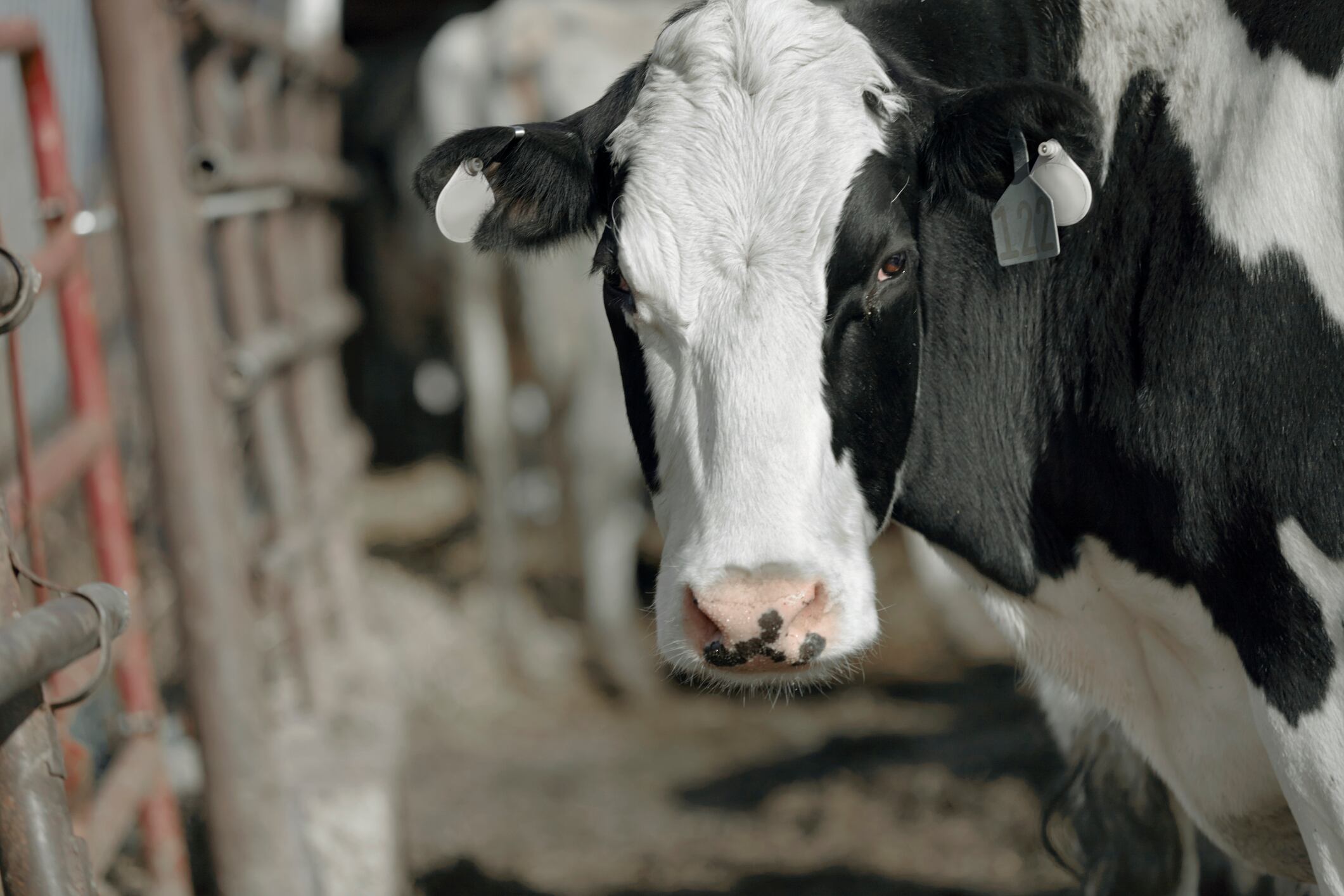 A cow in a milking shed