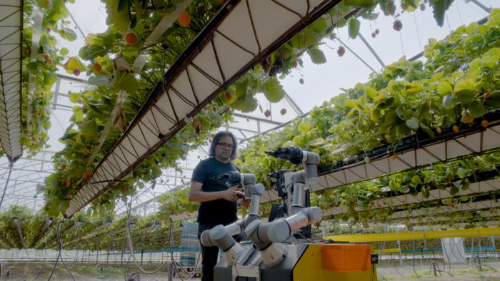 Strawberry-picking-robots-trialled-by-University-of-Essex.jpg