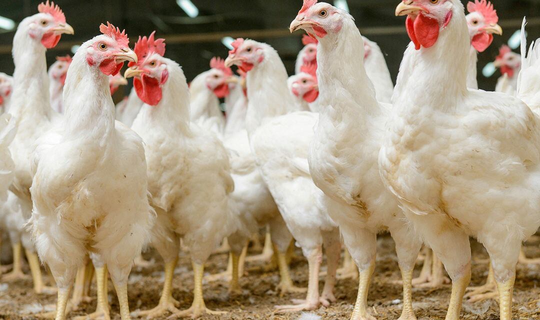 Poultry producers face rising threat of bird flu culls