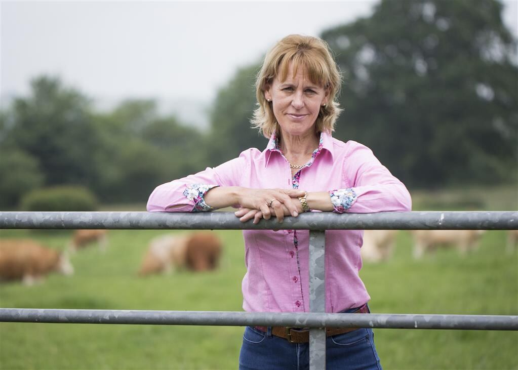 Beef prices reach crisis point