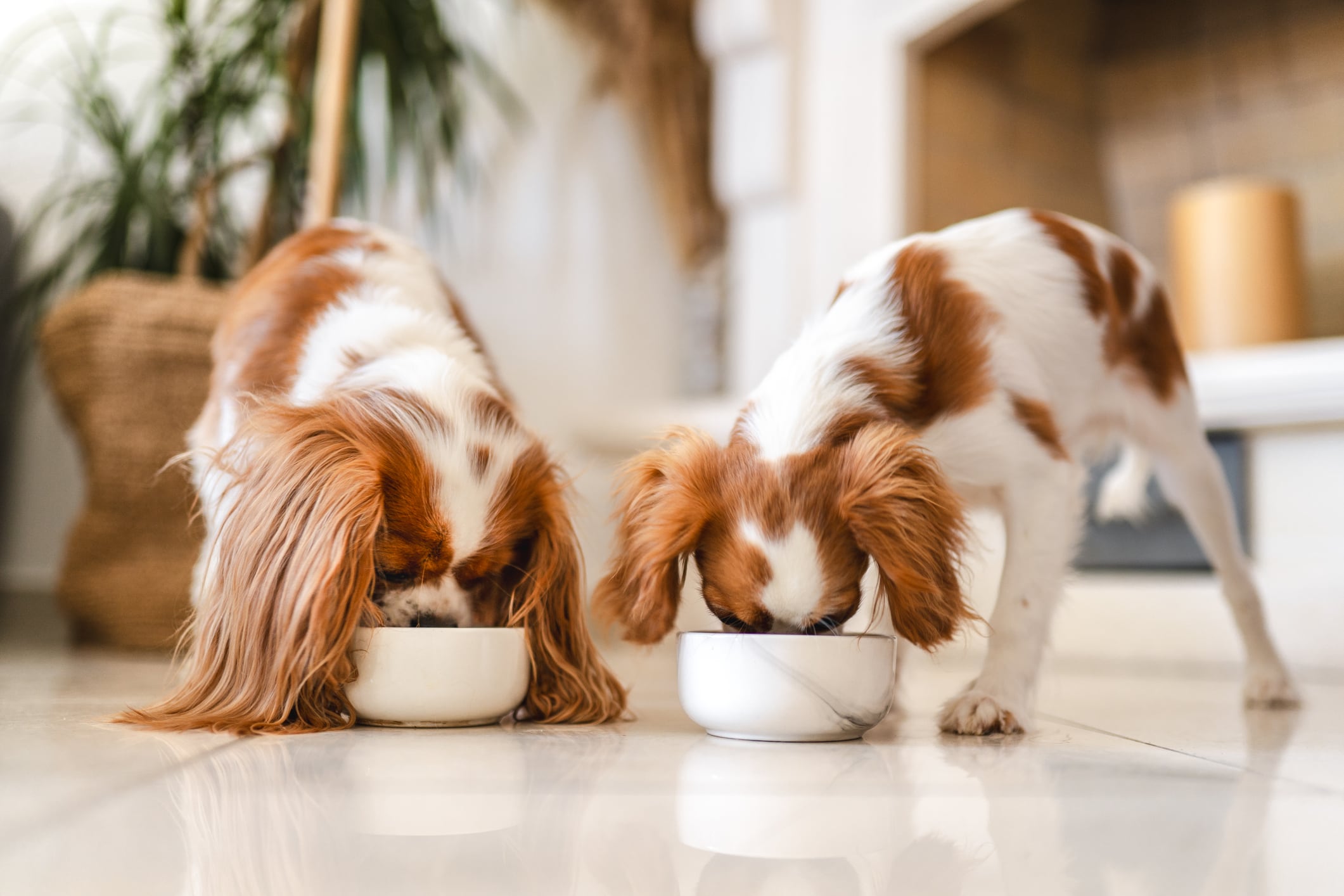 Pure Pet Food secures £15m investment