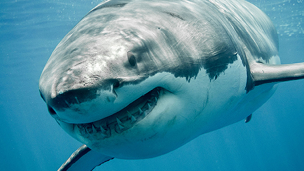 Food processing takes tips from shark skin