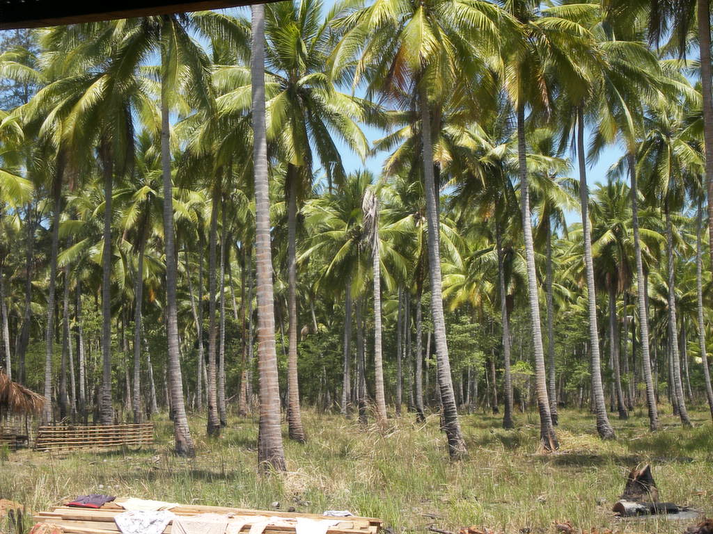 coconut tree rainforest