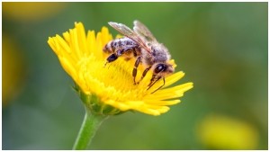 Bee on flower Getty