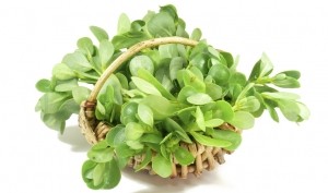 Frutarom -A new study confirmed the #anti-diabetic properties of #purslane herb extract