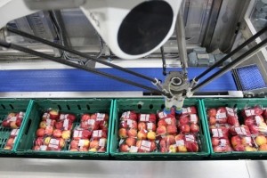 Robot packing apples