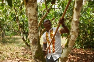 Olam Cocoa - A farmer in Ghana prunes cocoa trees