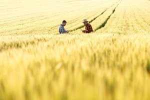 Two farmers in a field examining wheat crop-GettyImages-628368384