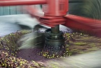 Olive oil processing