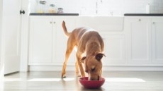 The UK dog food market is valued at almost £1.6bn. Credit: Getty / Grace Chon