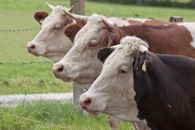 Beef export deal worth £35M finally signed