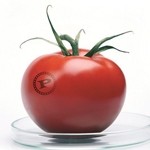 Tomato contains lycopene 