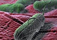 The outbreak has been linked to a strain of salmonella typhimurium