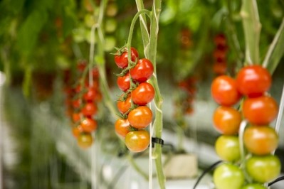 APS said the deal would make it the largest grower and supplier of British tomatoes