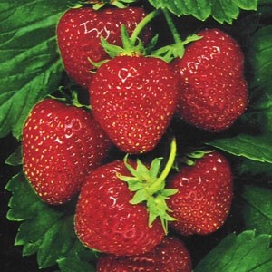 In a jam: Are the strawberries from Suffolk or China?