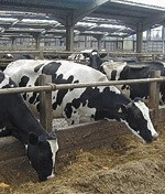 Industry can weather Dairy Farmers of Britain storm