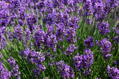 Boost in dried lavender sales for EHL 