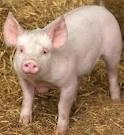 British pig farmers have higher welfare standards than their European counterparts