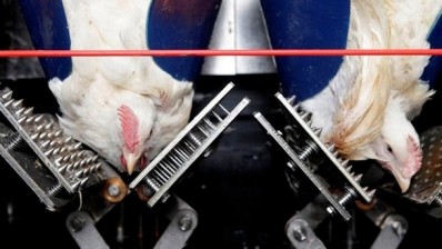 New stunning techniques reduce stress on chickens 