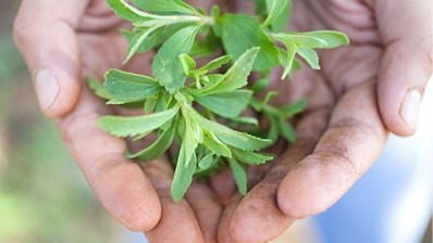 Sweeteners: global sales of stevia continue to grow
