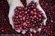 Millions of dollars are to be invested in a next generation cranberry facility in Massachusetts in the US