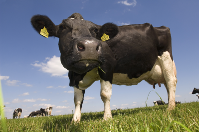 Raymond would like the British government to support the dairy sector in the UK more