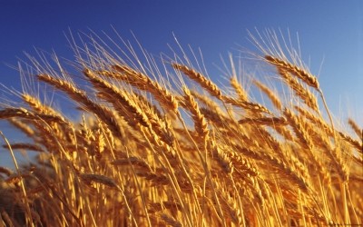 The USDA forecasts world wheat harvests will increase by 7.5Mt this year