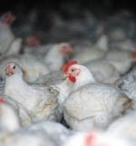 Public would keep eating poultry if bird flu hit UK, says report