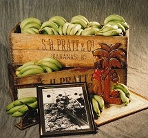 SH Pratt distributes conventional, Fairtrade and organic bananas