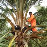 Firms fight to fix EU palm oil crisis
