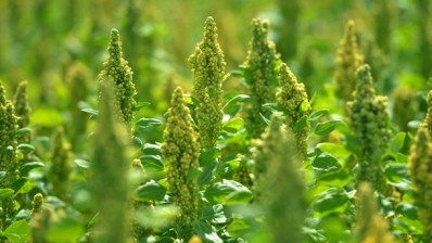 British Quinoa will supply several hundred tonnes of the crop annually from UK growers