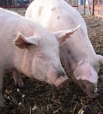 French scientist warns of dangerous parasite in UK pigs