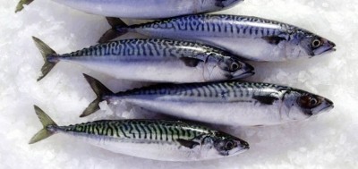 Lost fish exports could devastate the Scottish fishing industry