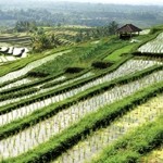 High levels of arsenic have been reported in rice-growing regions 