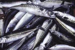 MEP hails ‘constructive’ mackerel war conference