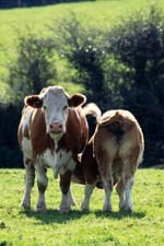Tesco and Sainsbury pledge better support for meat producers