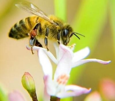 Falling bee populations are to come under the spotlight in a bid to produce a national pollinator strategy