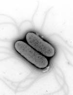 Salmonella research could lead to better antibiotics