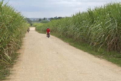 Sugar cane: has been linked to harmful environmental impacts and land grab
