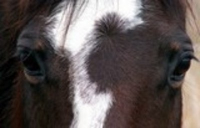 The government has defended the FSA's response to the horsemeat crisis