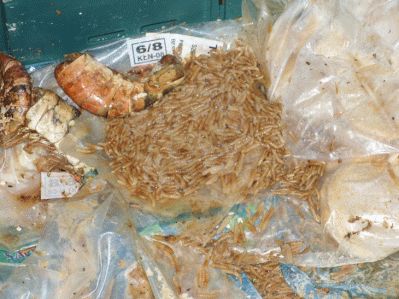 Maggot and rat-infested factory sees top seafood firm fined