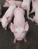 Retailers have been urged to buy only welfare-friendly pork