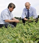 This year's pea crop is likely to be just 60% of normal